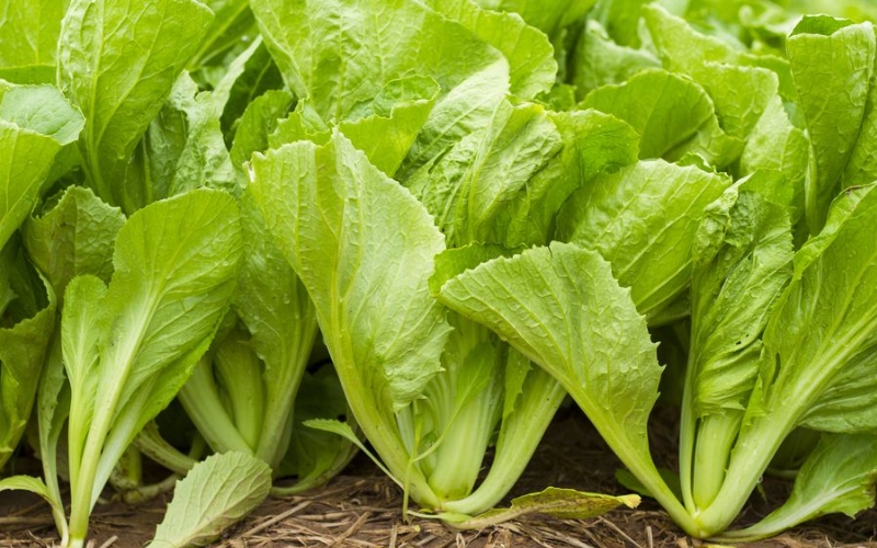 Hạt giống cải bẹ xanh mỡ