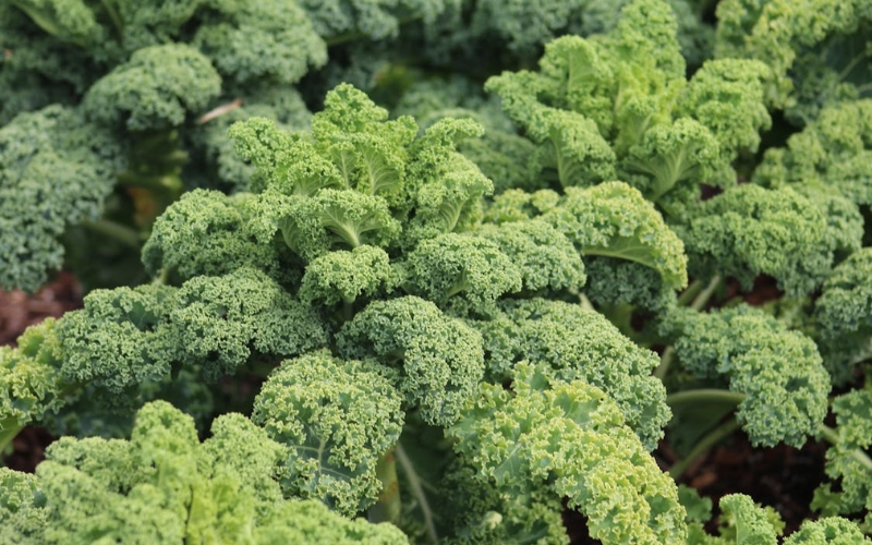 Hạt giống cải kale xoăn xanh