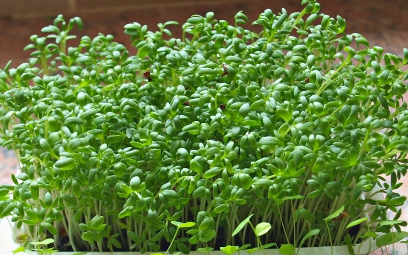 Hạt giống cải mầm