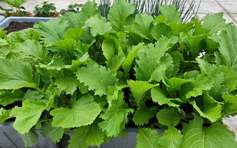 Hạt giống cải mèo