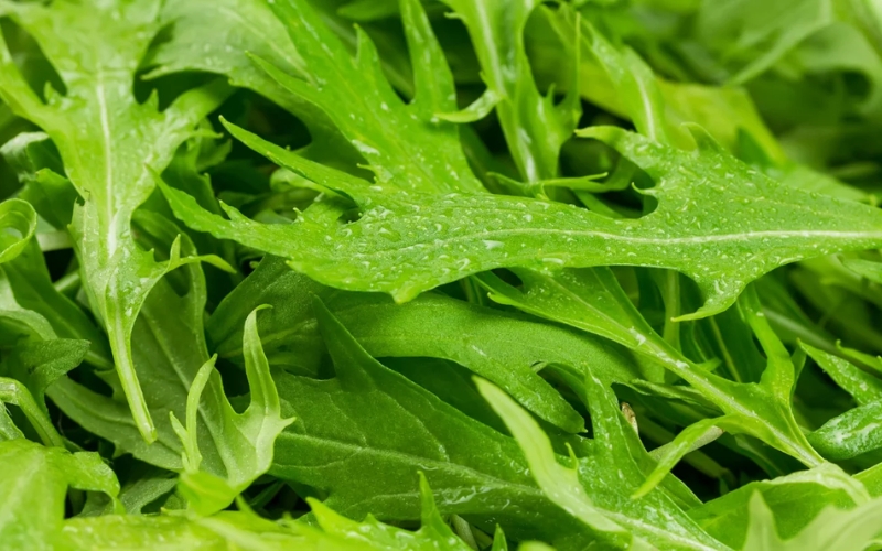 Hạt giống cải mizuna Nhật Bản