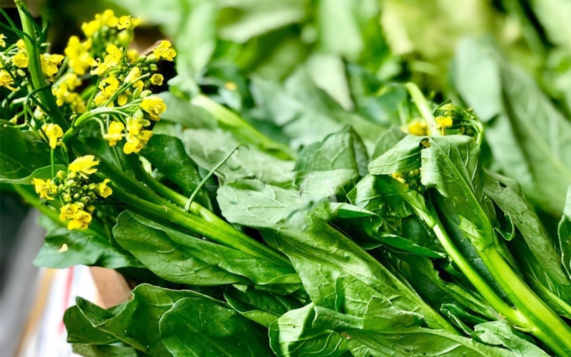 Hạt giống cải ngồng xanh