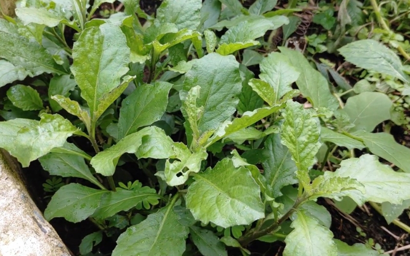 Hạt giống cải trời