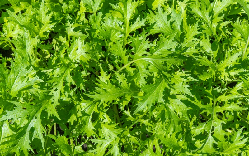 Hạt giống cải wasabi Nhật Bản