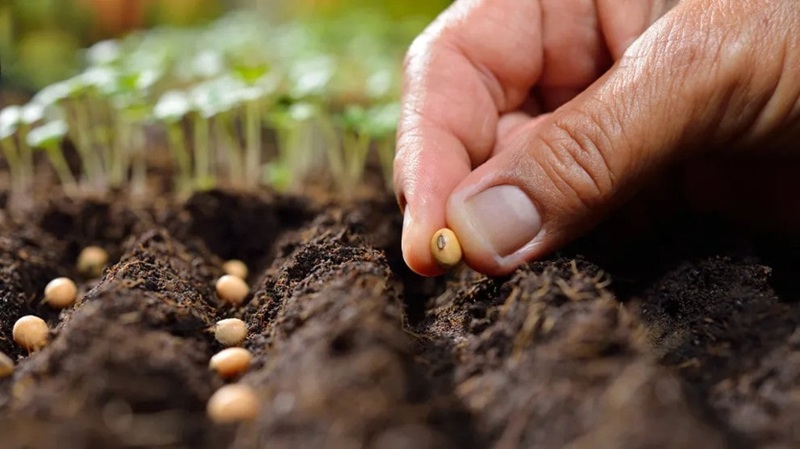 mua hạt giống tại TP HCM famseeds