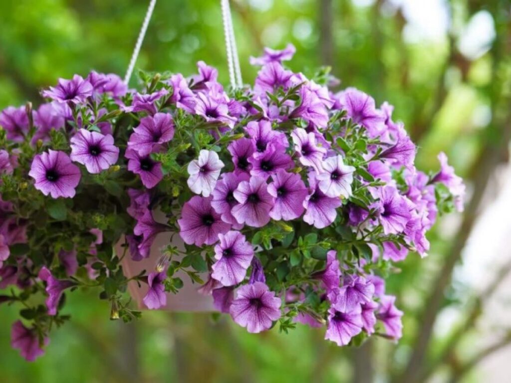 Hạt giống hoa dạ yến thảo