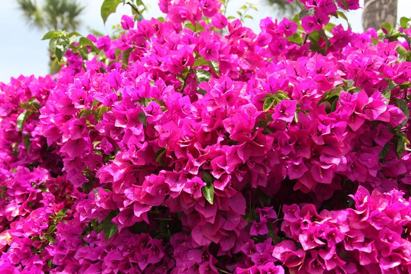 Hạt giống hoa giấy