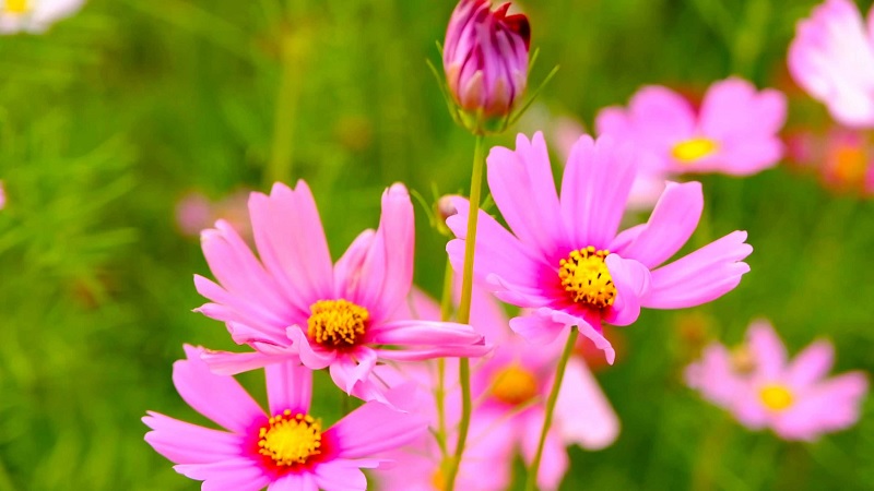 Hạt giống hoa sao nhái (cánh bướm)