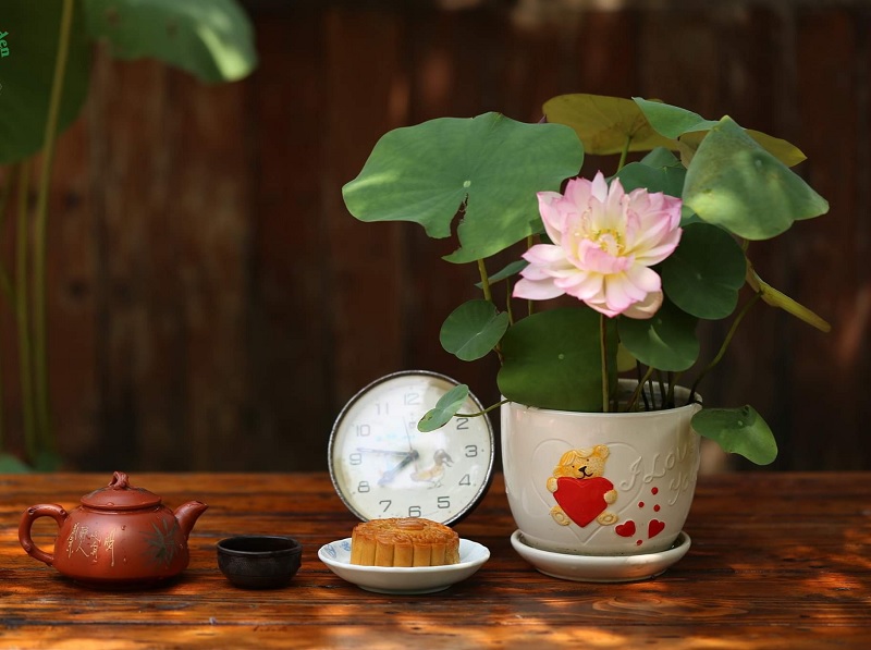 Hạt giống hoa sen mini
