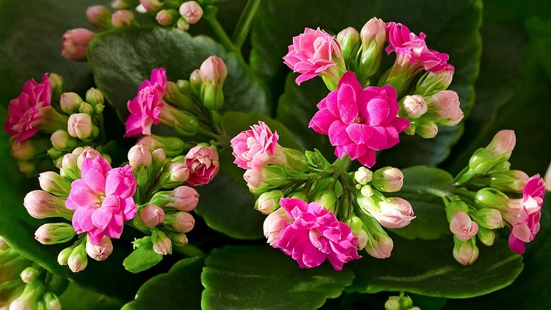 Hạt giống hoa sống đời (bỏng dạ)
