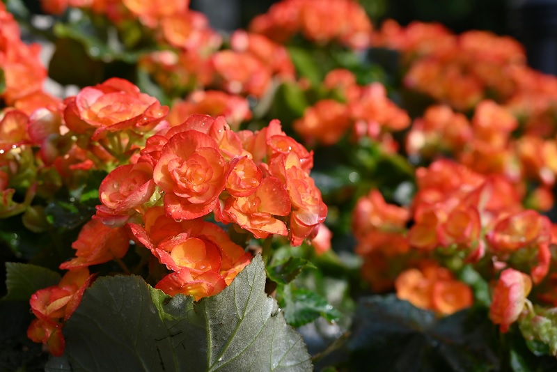 Hạt giống hoa thu hải đường