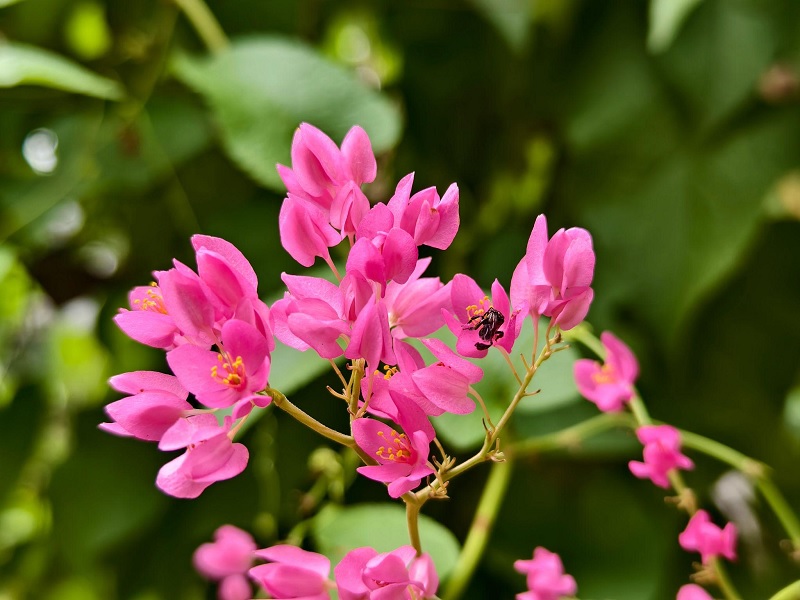 Hạt giống hoa tigon