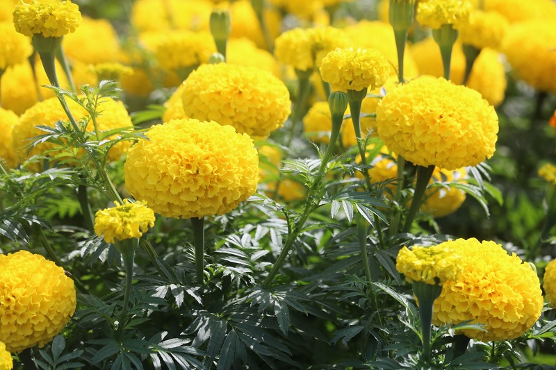 Hạt giống hoa vạn thọ
