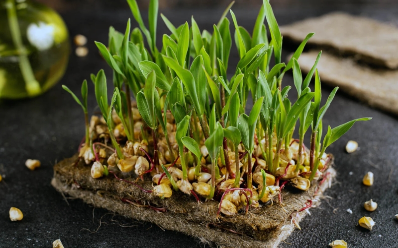 Hạt giống rau mầm ngô (bắp)