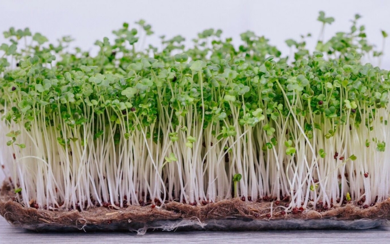 Hạt giống rau mầm cải thìa