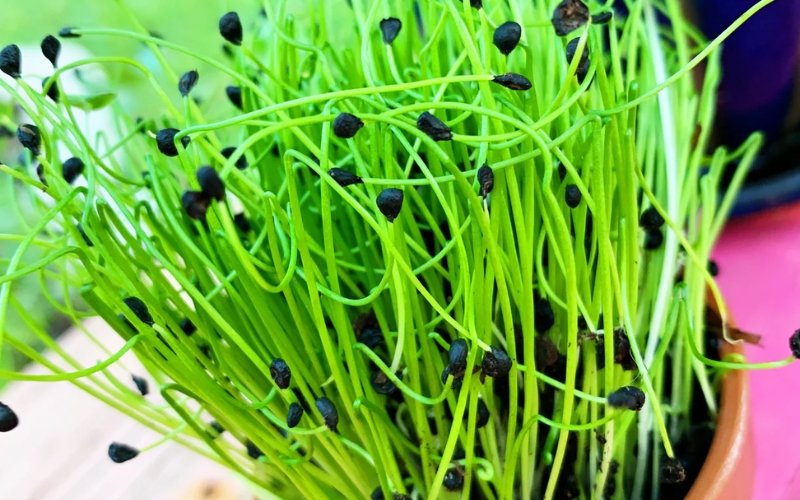 Hạt giống rau mầm hành lá