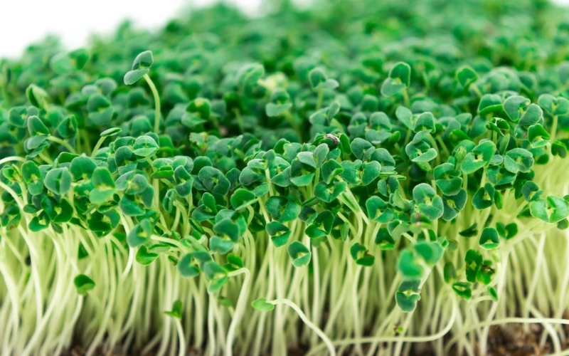 Hạt giống rau mầm hạt chia