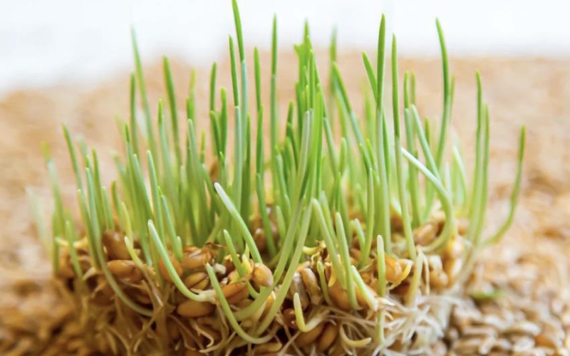 Hạt giống rau mầm lúa mì