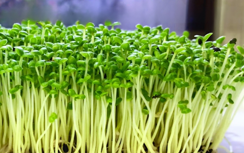 Hạt giống rau mầm mè (vừng)