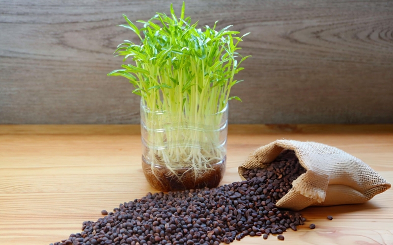 Hạt giống rau mầm rau muống