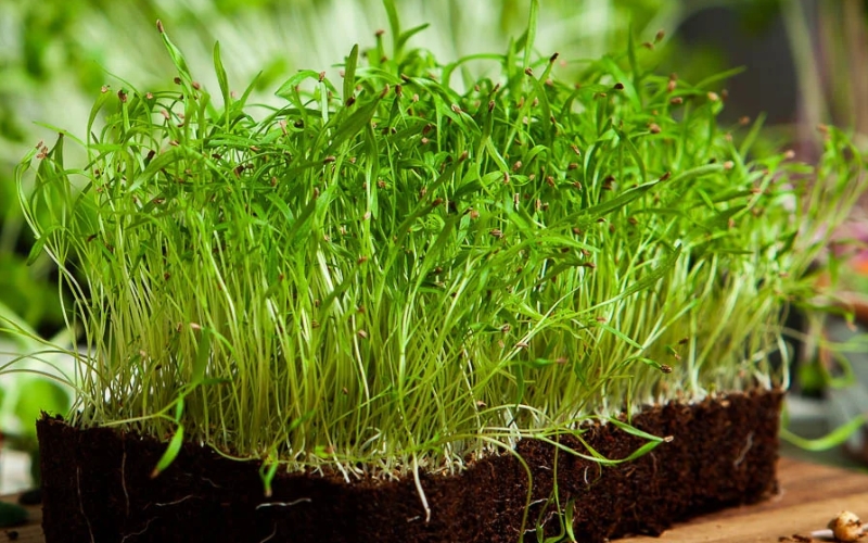 Hạt giống rau mầm thì là