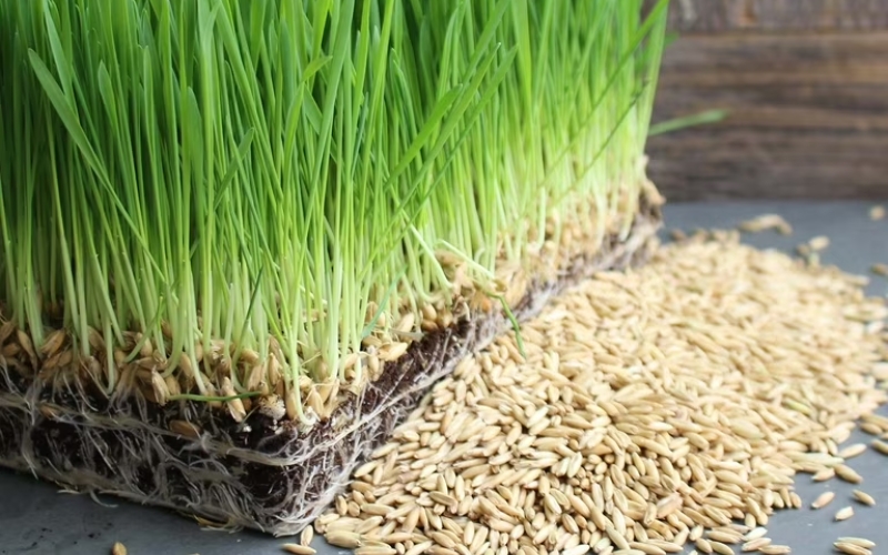 Hạt giống rau mầm yến mạch