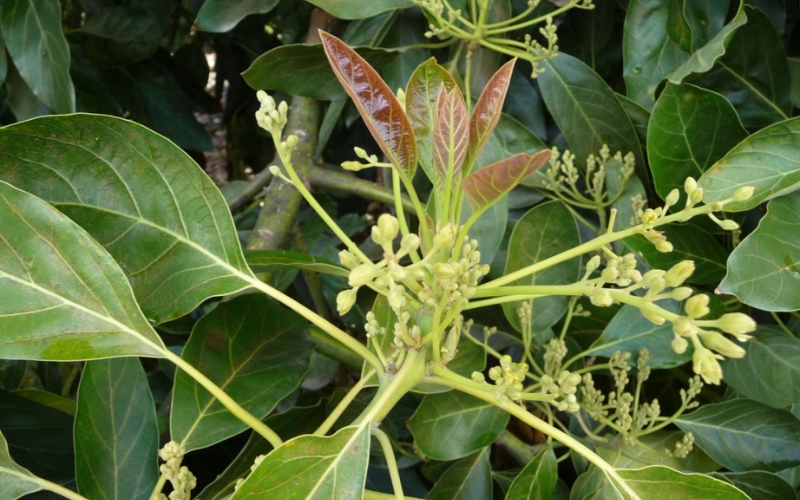 Hoa bơ nở lệch pha