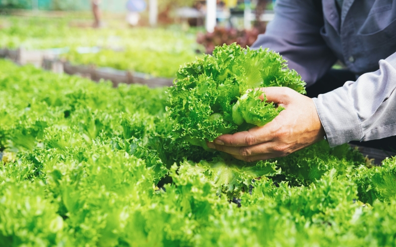 Kinh nghiệm trồng rau miền Bắc đạt năng suất cao