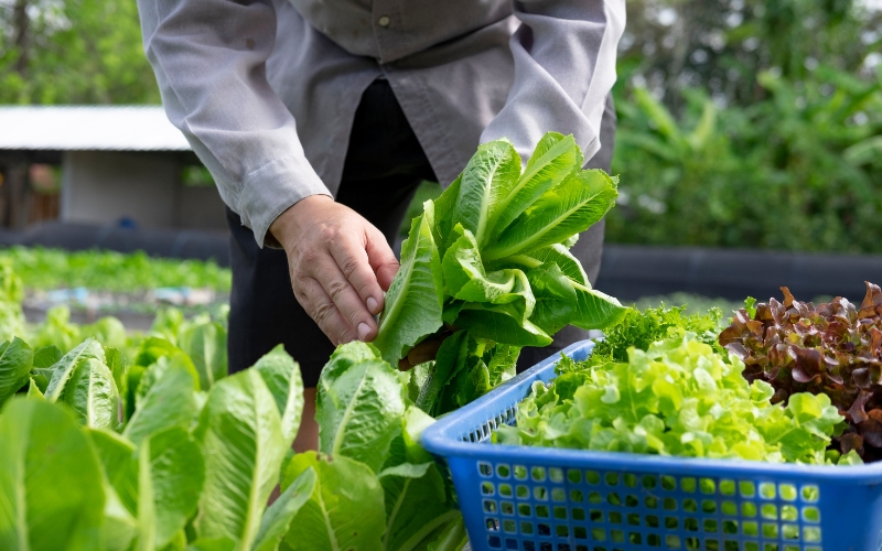 Kinh nghiệm trồng rau miền Trung đạt năng suất cao