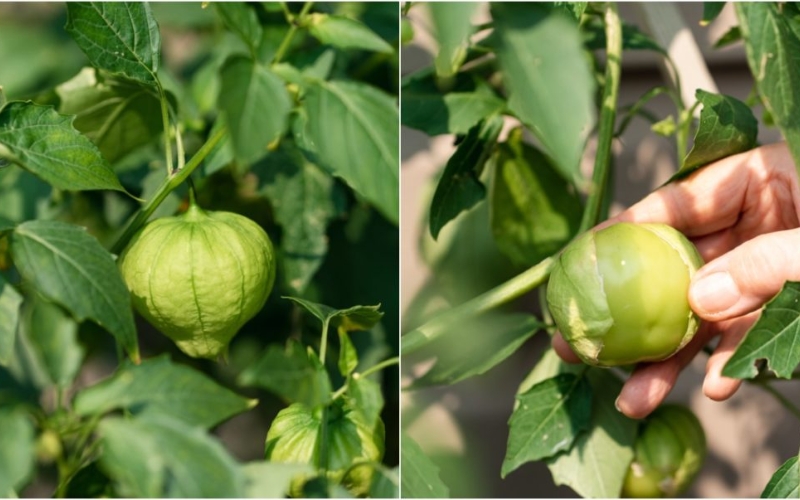 Kỹ thuật chăm sóc cây tomatillo