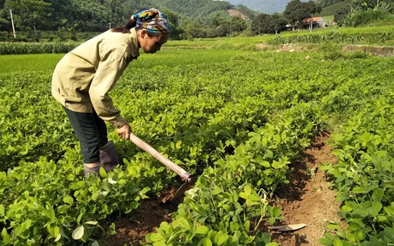 Kỹ thuật dặm và tỉa cây đậu xanh con