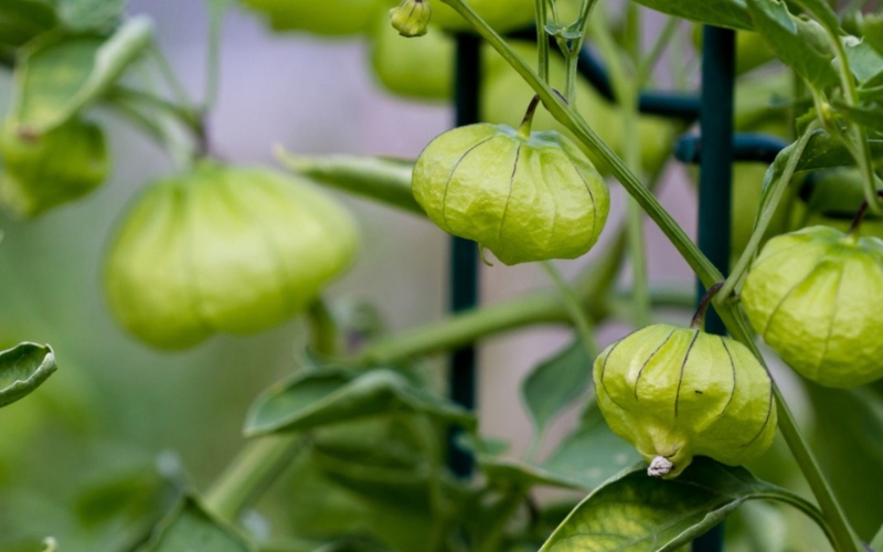 Kỹ thuật gieo trồng cây tomatillo