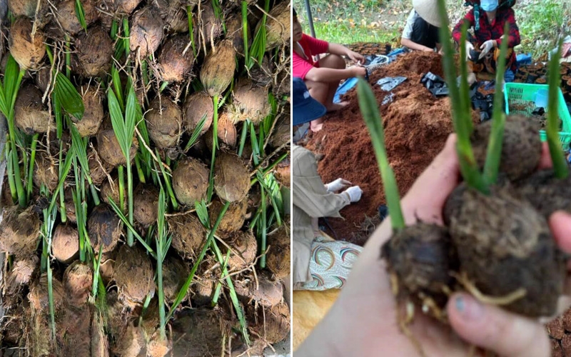 Ra ngôi trồng cây vào bầu
