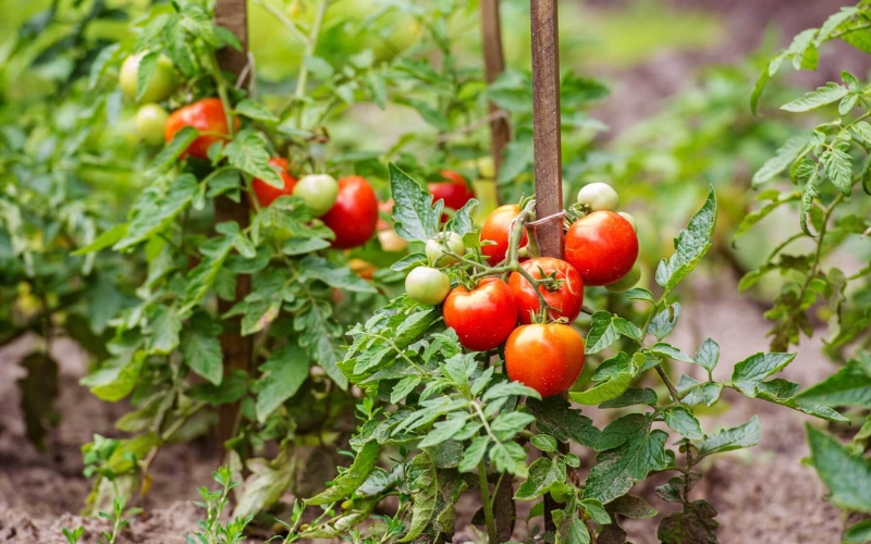 Kỹ thuật trồng cà chua an toàn quanh năm​