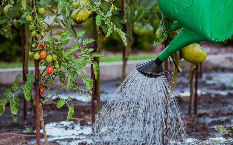 Kỹ thuật tưới nước cho cây cà chua