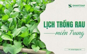 Lịch trồng rau miền Trung theo tháng