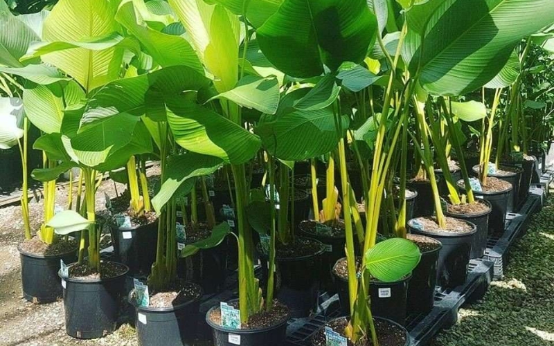 Lựa chọn giống lá dong chất lượng