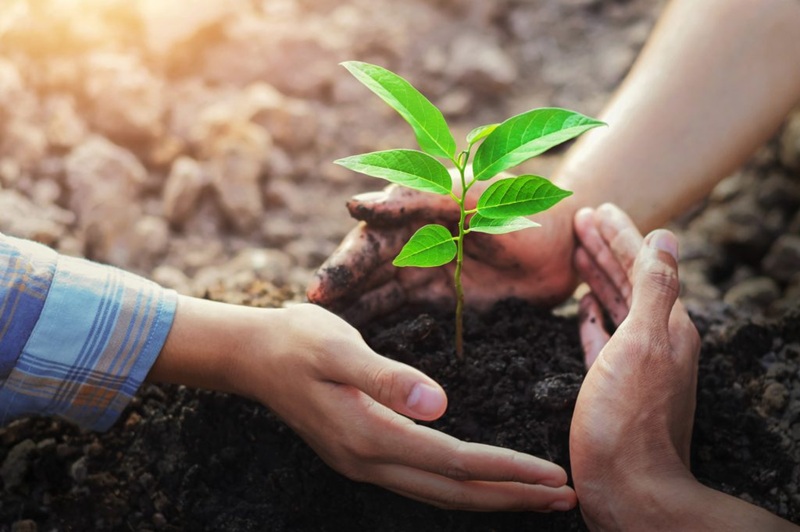 mua hạt giống tại TP HCM Lucky Garden