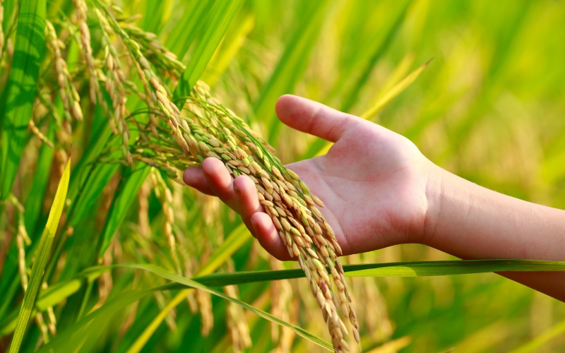 Lưu ý khi lựa chọn giống lúa siêu năng suất ở miền Bắc