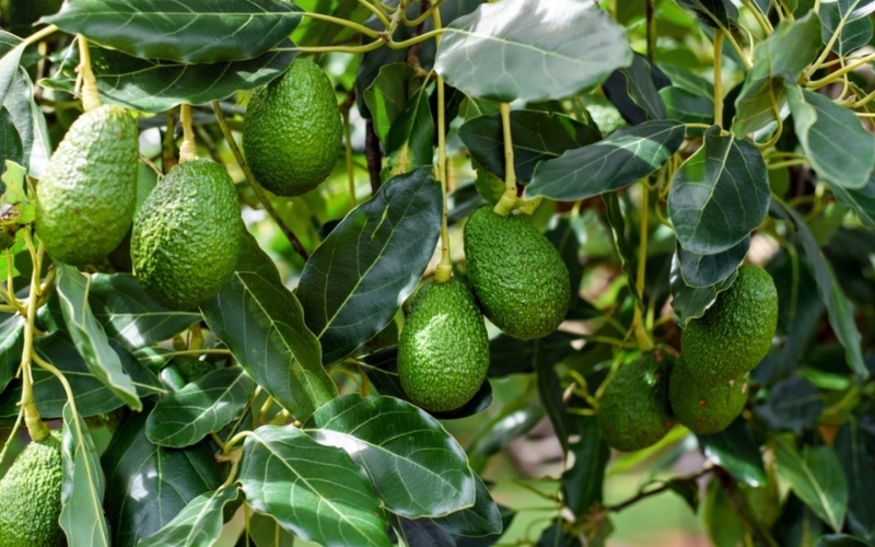 Một số lưu ý khi trồng bơ