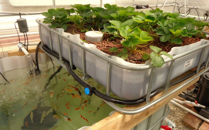 Mô hình aquaponics kết hợp cá – rau