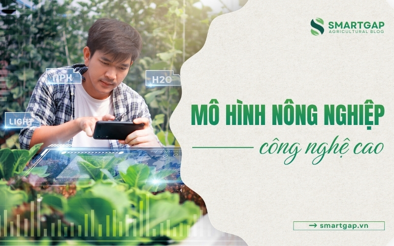Mô hình nông nghiệp công nghệ cao