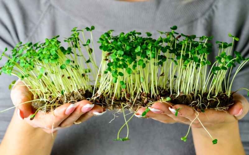 Lưu ý giúp trồng rau mầm tươi tốt