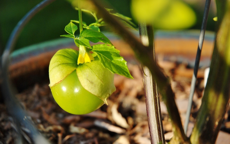 Nguồn gốc và xuất xứ của tomatillo