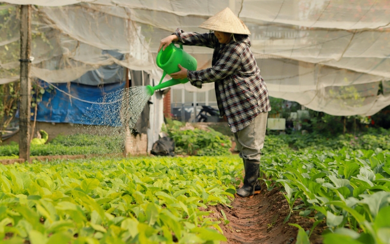 Nguyên tắc tưới nước cho cây trồng