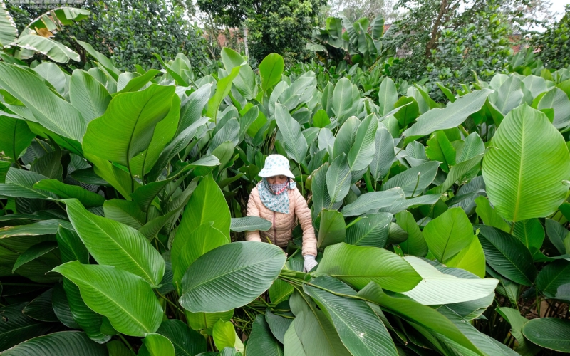 Một số lưu ý trồng cây lá dong gói bánh chưng​