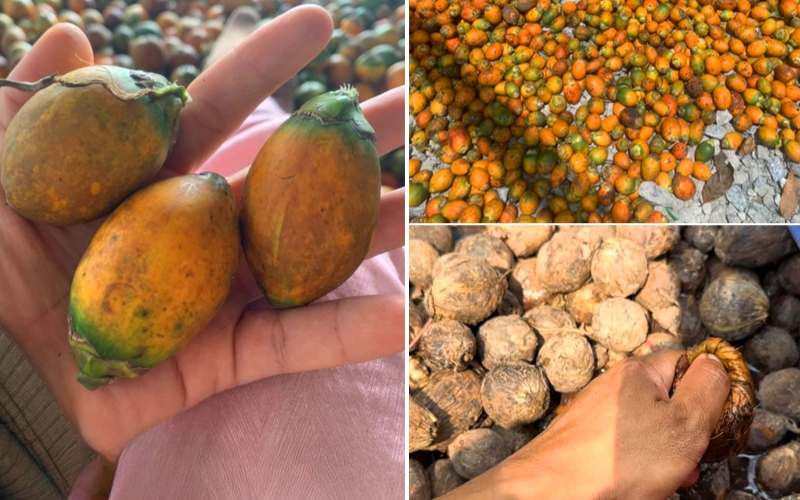 Phơi khô quả cau giống trước khi ươm