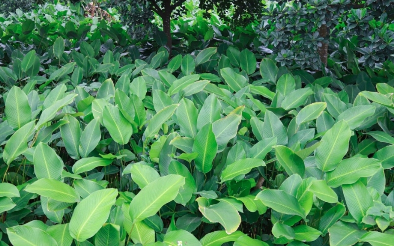Phòng trừ sâu bệnh cho cây dong