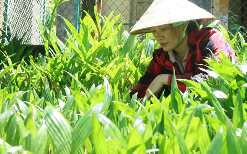 Phòng trừ sâu bệnh hại cây cau