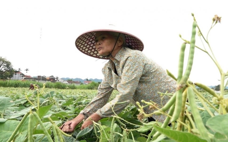 Phương pháp thu hoạch đậu xanh đúng kỹ thuật
